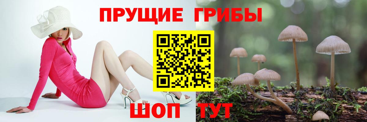 Галлюциногенные грибы Psilocybine cubensis Кувандык
